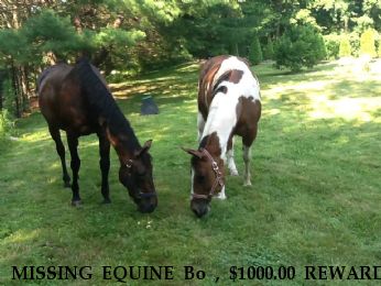 MISSING EQUINE Bo , $1000.00 REWARD  Near Bronx, NY, 10464